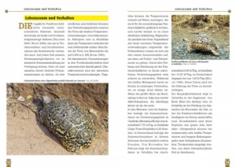 Preview: Die Pantherschildkröte